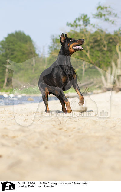 rennender Dobermann / running Doberman Pinscher / IF-13366