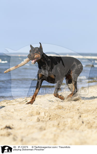 spielender Dobermann / playing Doberman Pinscher / IF-13373