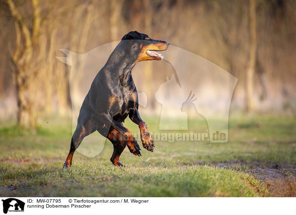 rennender Dobermann / running Doberman Pinscher / MW-07795