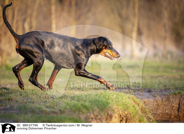 rennender Dobermann / running Doberman Pinscher / MW-07796