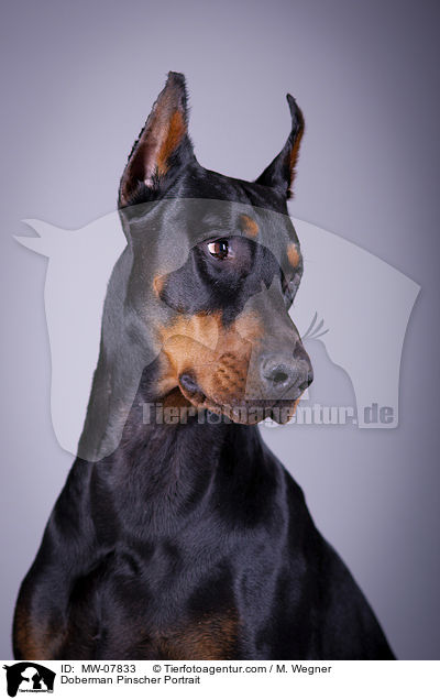 Dobermann Portrait / Doberman Pinscher Portrait / MW-07833