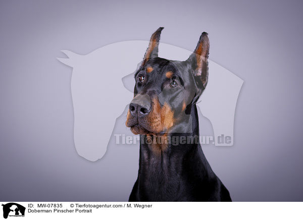 Dobermann Portrait / Doberman Pinscher Portrait / MW-07835