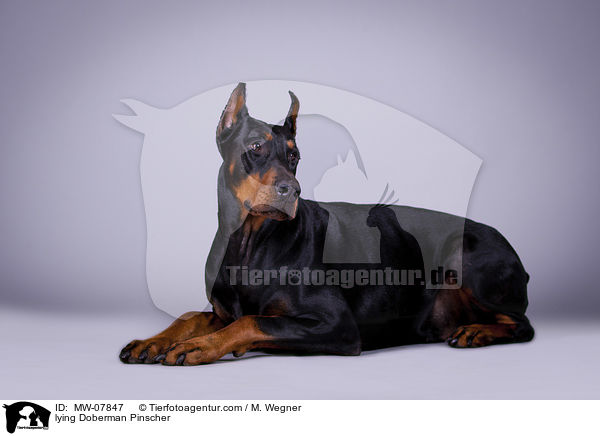liegender Dobermann / lying Doberman Pinscher / MW-07847