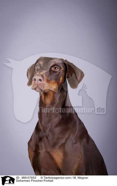 Dobermann Portrait / Doberman Pinscher Portrait / MW-07852