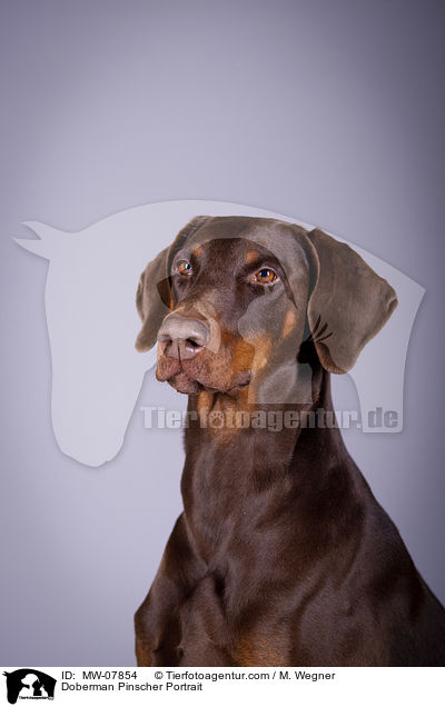Dobermann Portrait / Doberman Pinscher Portrait / MW-07854