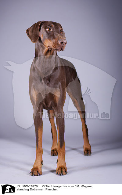 stehender Dobermann / standing Doberman Pinscher / MW-07870