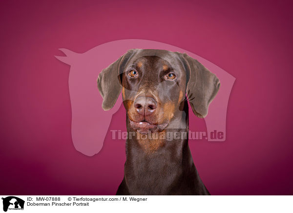 Dobermann Portrait / Doberman Pinscher Portrait / MW-07888
