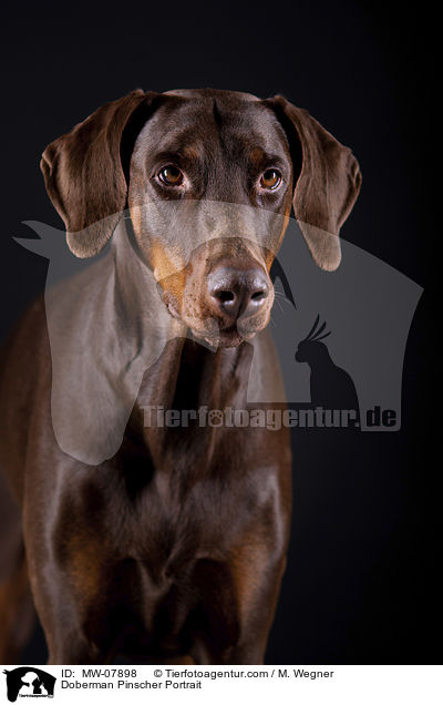 Dobermann Portrait / Doberman Pinscher Portrait / MW-07898