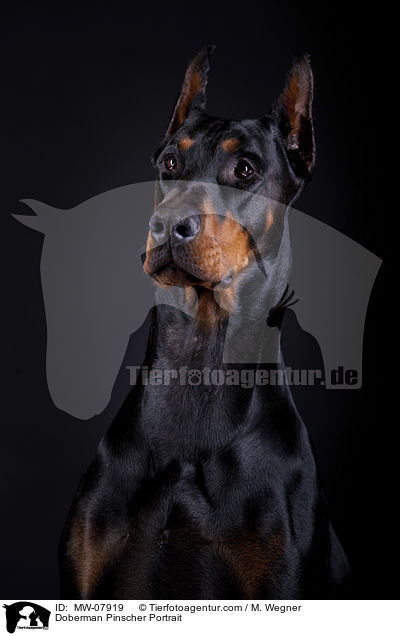 Dobermann Portrait / Doberman Pinscher Portrait / MW-07919