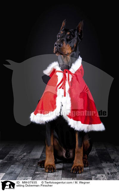 sitzender Dobermann / sitting Doberman Pinscher / MW-07935
