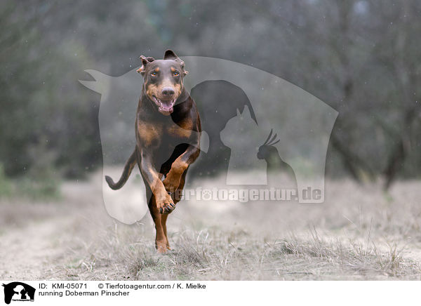 rennender Dobermann / running Doberman Pinscher / KMI-05071