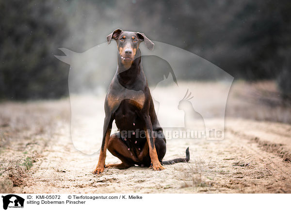 sitzender Dobermann / sitting Doberman Pinscher / KMI-05072