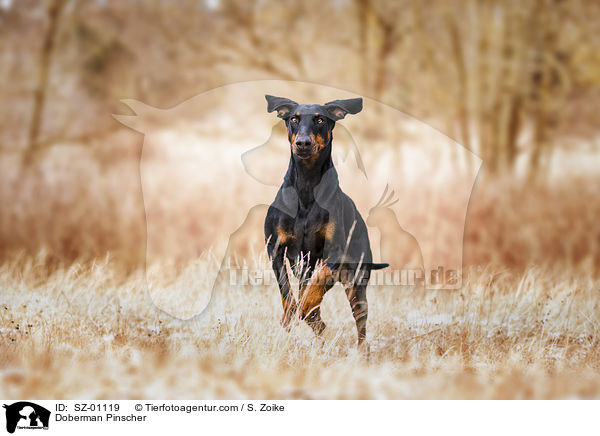 Dobermann / Doberman Pinscher / SZ-01119