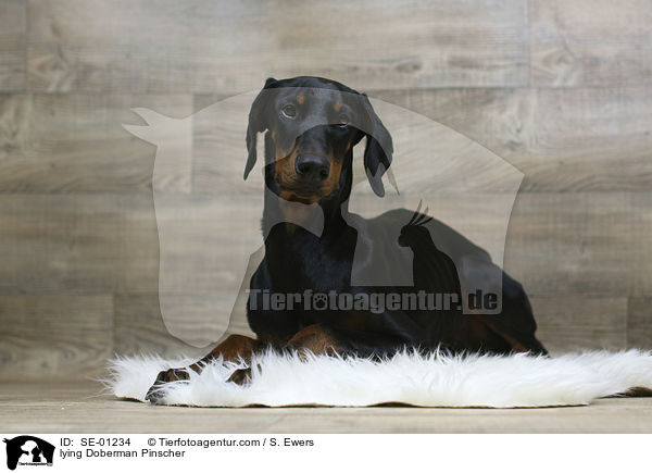 liegender Dobermann / lying Doberman Pinscher / SE-01234