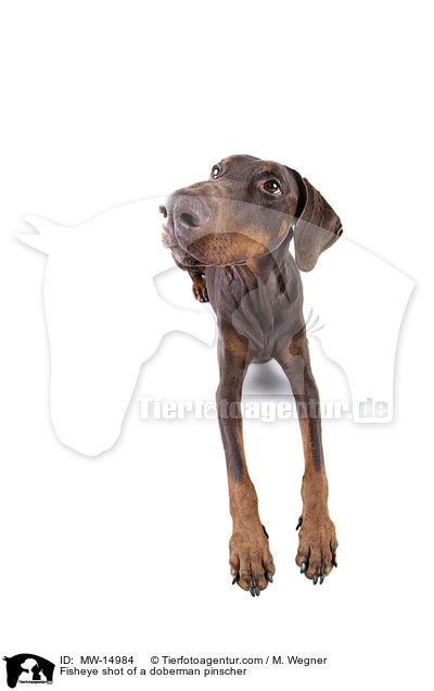 Fisheyeaufnahme eines Dobermannes / Fisheye shot of a doberman pinscher / MW-14984