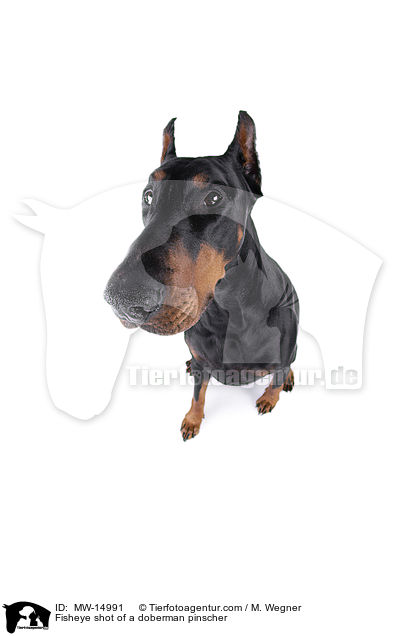 Fisheyeaufnahme eines Dobermannes / Fisheye shot of a doberman pinscher / MW-14991
