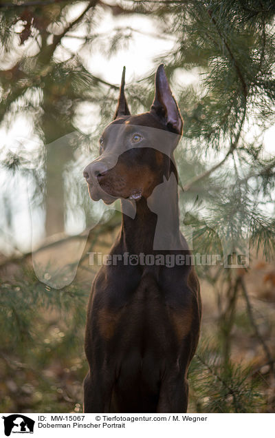 Dobermann Portrait / Doberman Pinscher Portrait / MW-15067