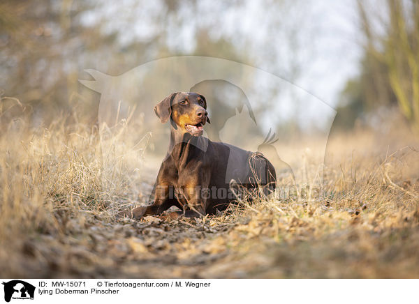 liegender Doberman / lying Doberman Pinscher / MW-15071