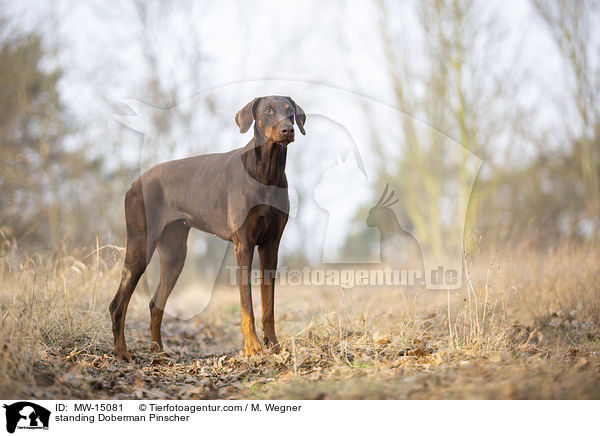 stehender Dobermann / standing Doberman Pinscher / MW-15081