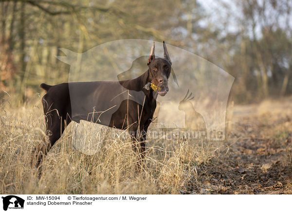 stehender Dobermann / standing Doberman Pinscher / MW-15094