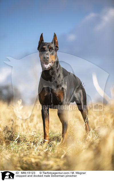 kupierter Dobermann Rde / cropped and docked male Doberman pinscher / MW-15123