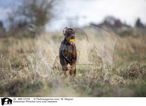 Dobermann rennt ber Wiese / Doberman Pinscher runs over meadow / MW-15150