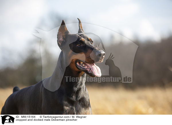 kupierter Dobermann Rde / cropped and docked male Doberman pinscher / MW-15164
