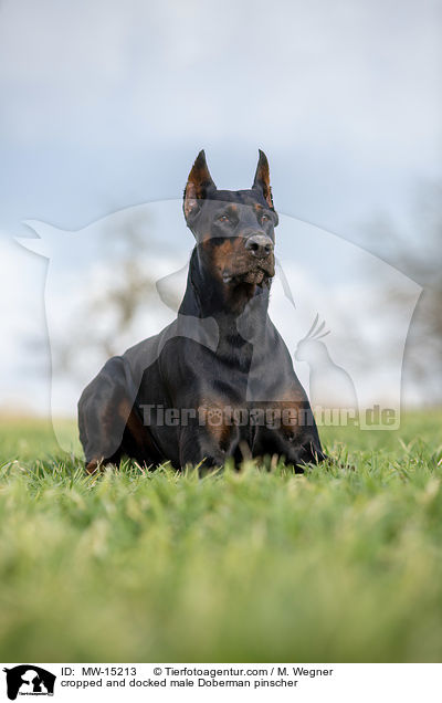 kupierter Dobermann Rde / cropped and docked male Doberman pinscher / MW-15213