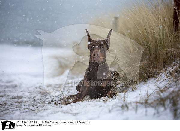 liegender Dobermann / lying Doberman Pinscher / MW-15521