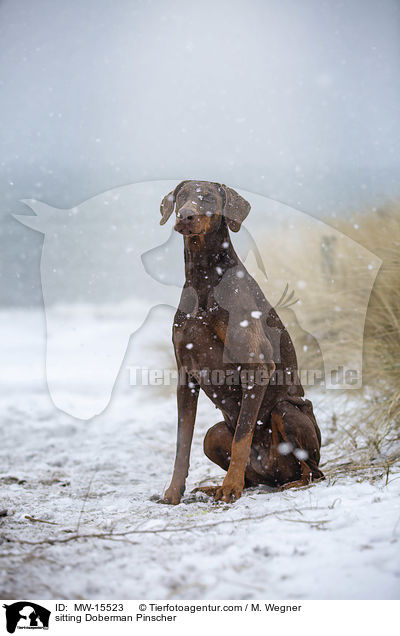 sitzender Dobermann / sitting Doberman Pinscher / MW-15523