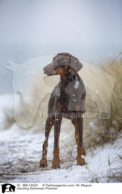 stehender Dobermann / standing Doberman Pinscher / MW-15524