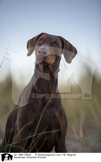 Dobermann Portrait / Doberman Pinscher Portrait / MW-15632