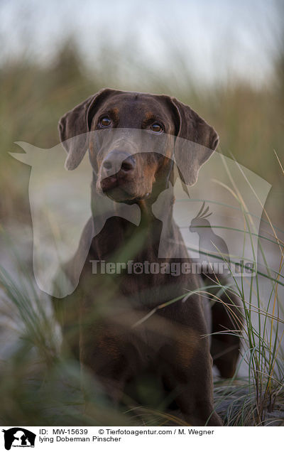 liegender Dobermann / lying Doberman Pinscher / MW-15639
