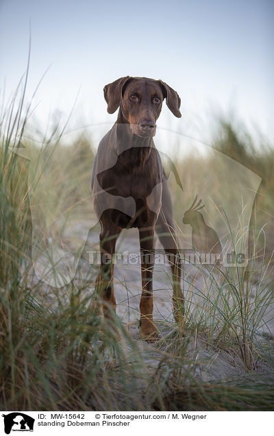stehender Dobermann / standing Doberman Pinscher / MW-15642