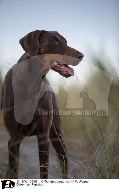 Dobermann / Doberman Pinscher / MW-15645