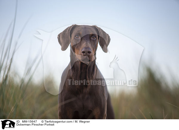 Dobermann Portrait / Doberman Pinscher Portrait / MW-15647