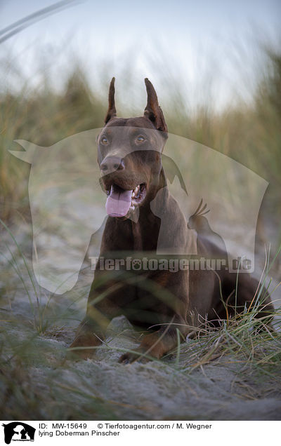 liegender Dobermann / lying Doberman Pinscher / MW-15649