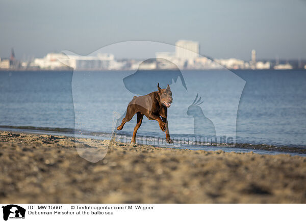 Dobermann an der Ostsee / Doberman Pinscher at the baltic sea / MW-15661