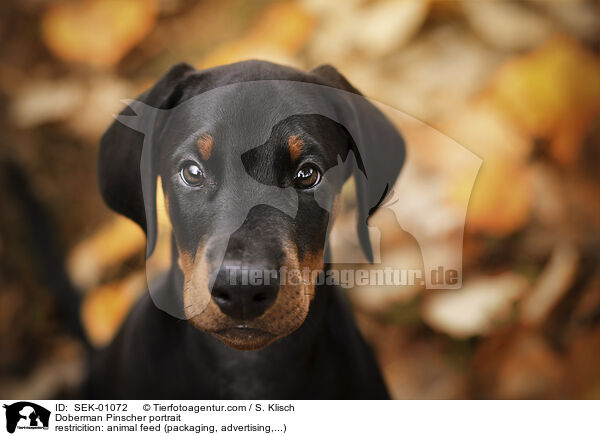 Dobermann Portrait / Doberman Pinscher portrait / SEK-01072