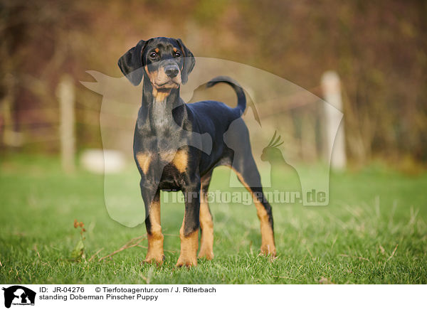 stehender Dobermann Welpe / standing Doberman Pinscher Puppy / JR-04276