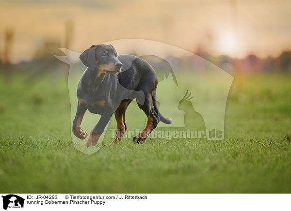 rennender Dobermann Welpe / running Doberman Pinscher Puppy / JR-04293