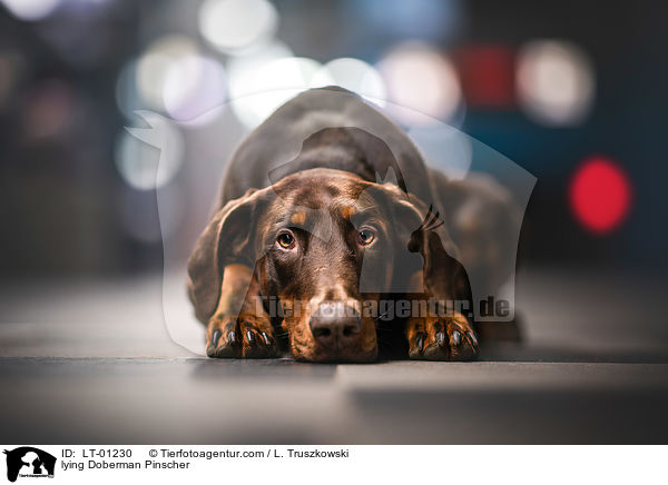 liegender Dobermann / lying Doberman Pinscher / LT-01230