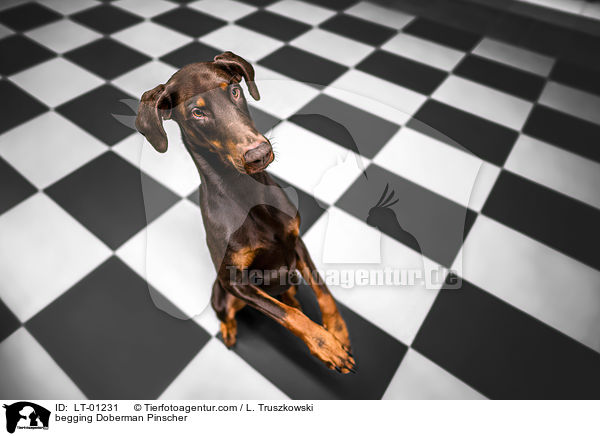 Dobermann macht Mnnchen / begging Doberman Pinscher / LT-01231