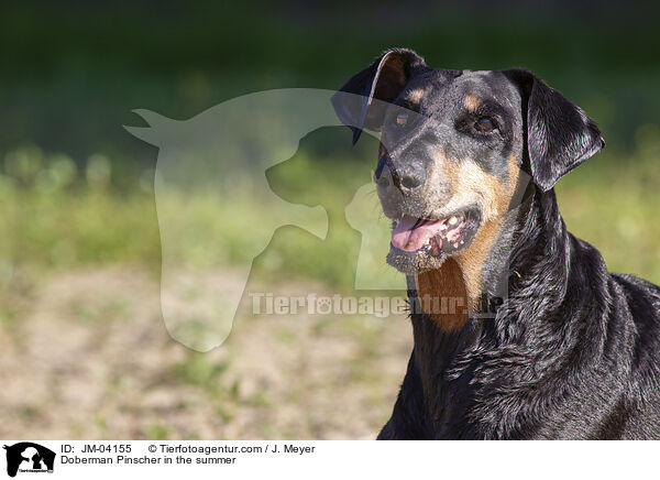 Doberman Pinscher in the summer / JM-04155