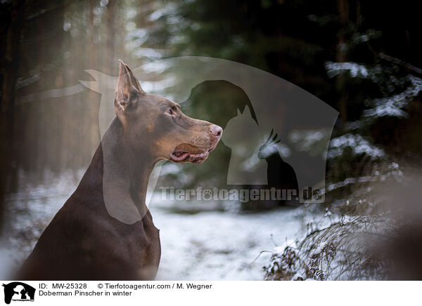 Dobermann im Winter / Doberman Pinscher in winter / MW-25328