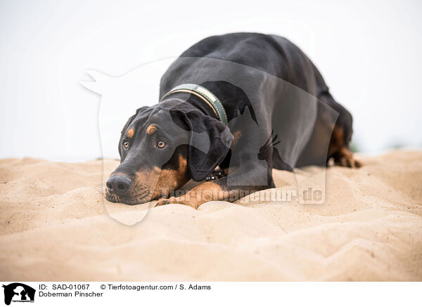 Dobermann / Doberman Pinscher / SAD-01067