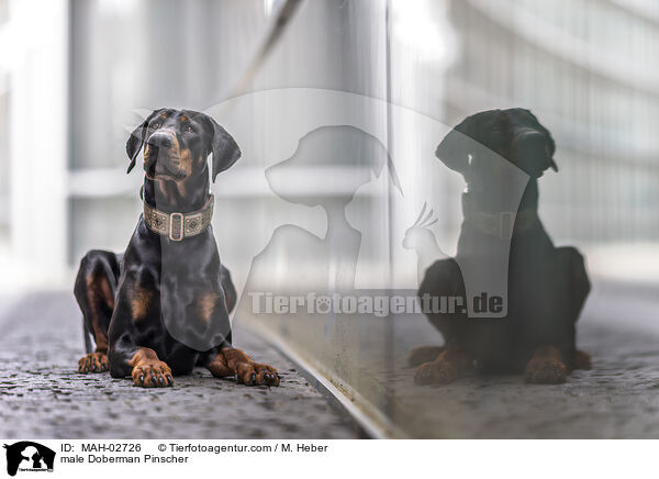 Dobermann Rde / male Doberman Pinscher / MAH-02726