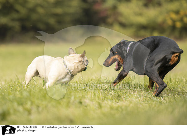 playing dogs / VJ-04666