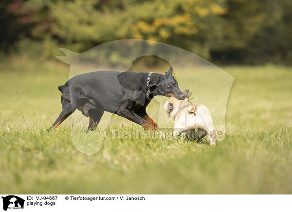 playing dogs / VJ-04667
