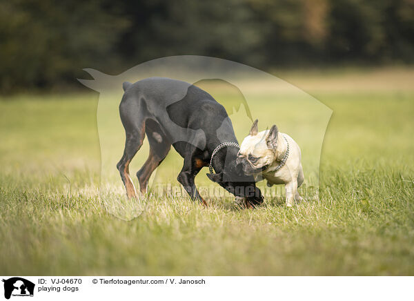 playing dogs / VJ-04670